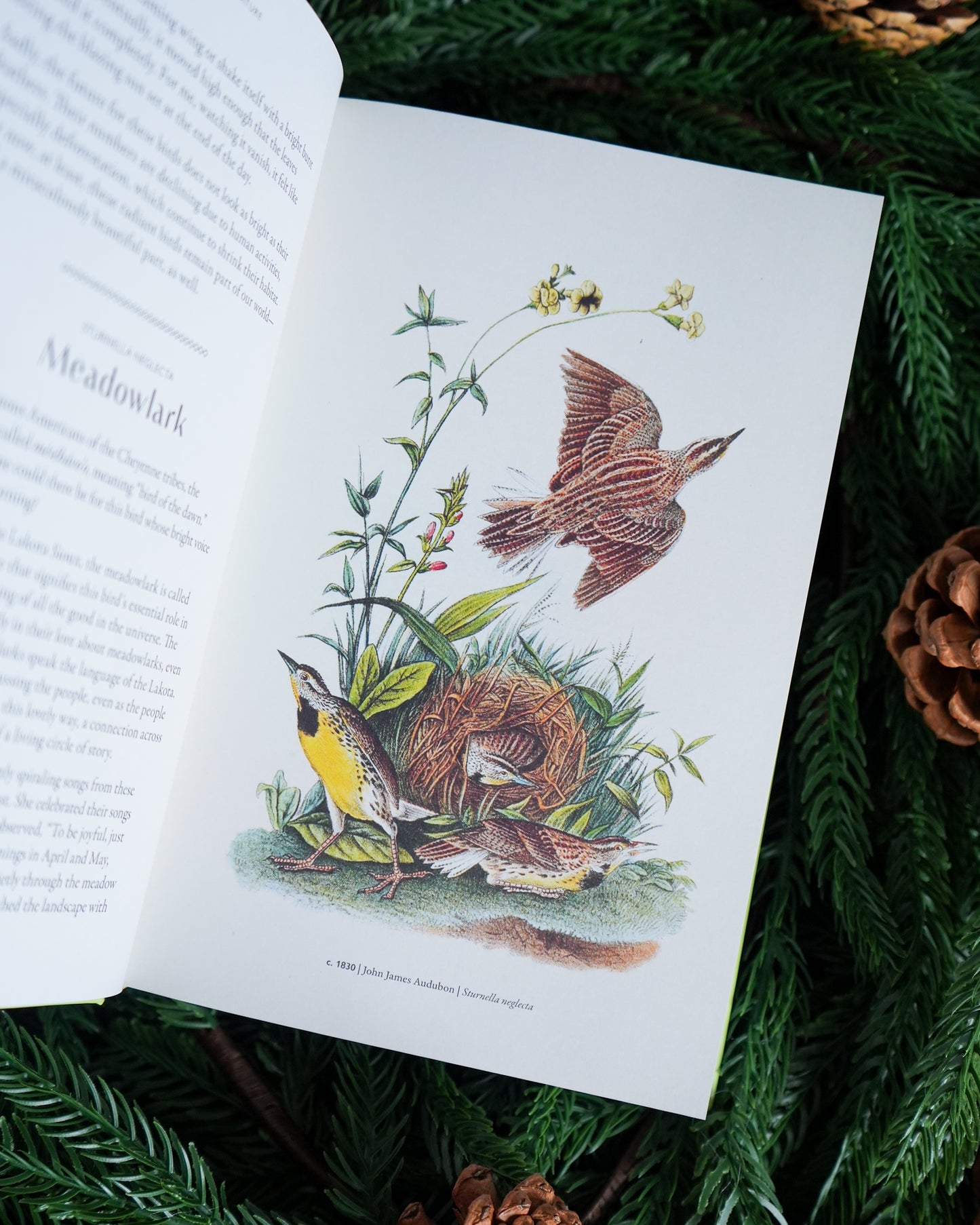 Naming Nature by T.A. Barron