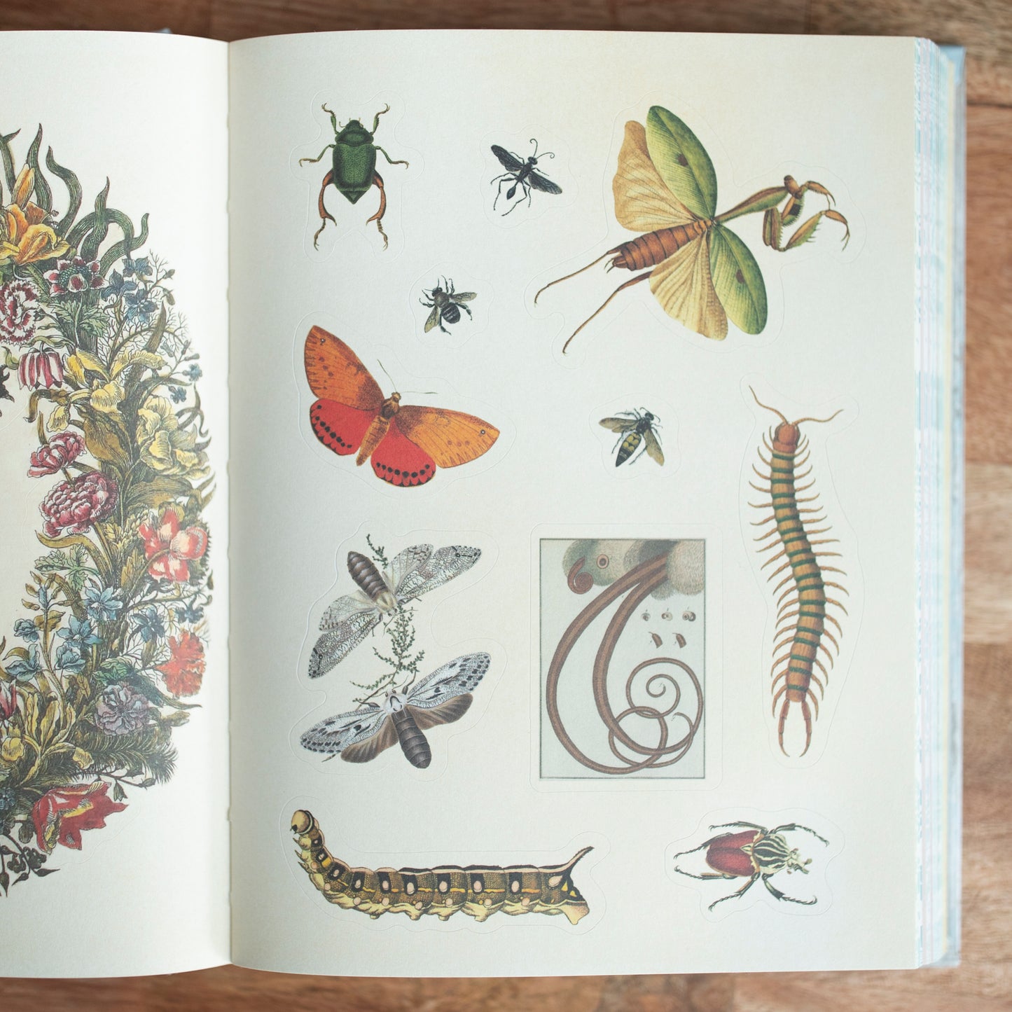 Cabinet of Curiousities by Smithsonian Institution