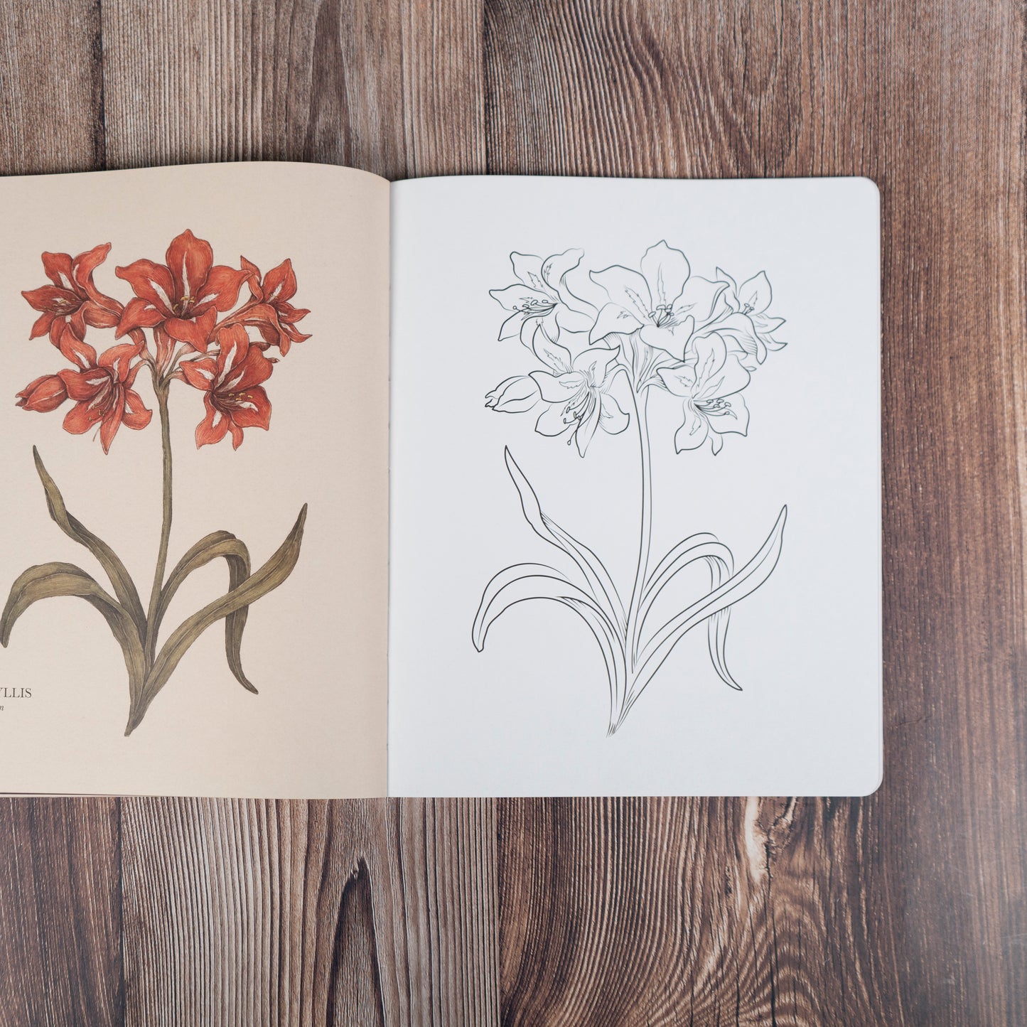 Floriography Coloring Book by Jessica Roux