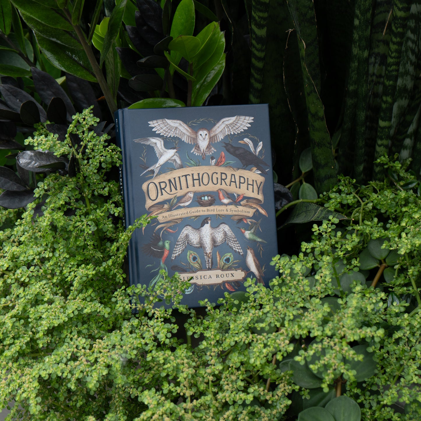Ornithography: An Illustrated Guide to Bird Lore & Symbolism by Jessica Roux