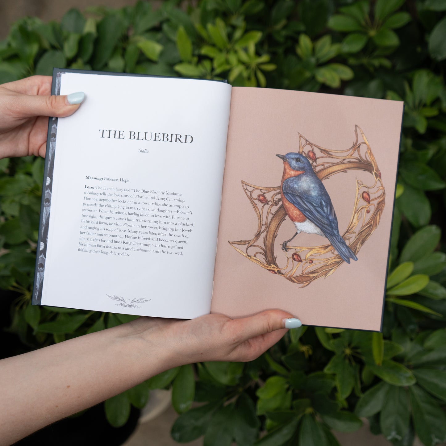 Ornithography: An Illustrated Guide to Bird Lore & Symbolism by Jessica Roux