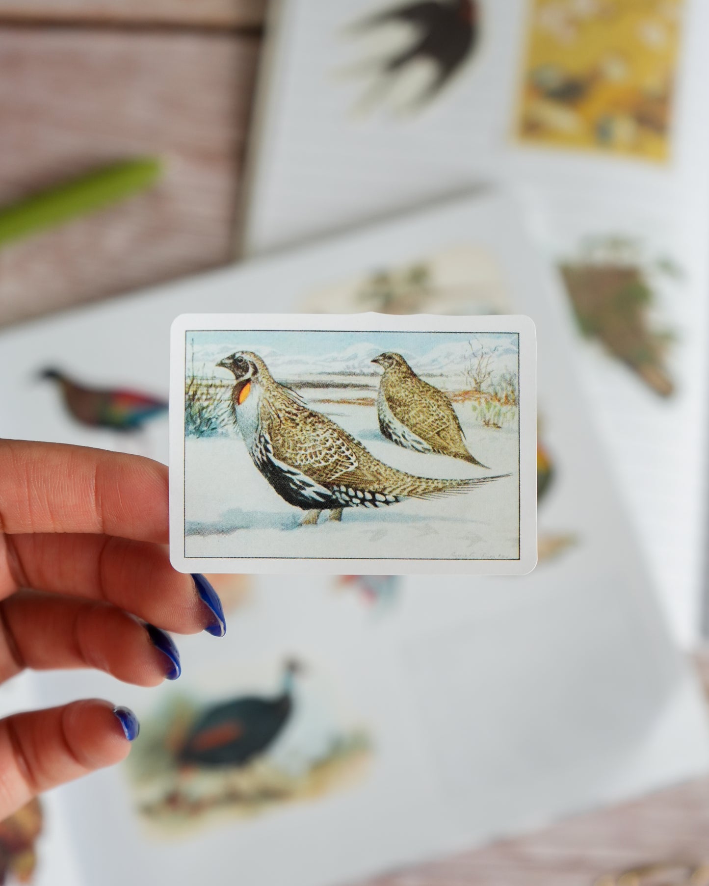 Birds: A Smithsonian Sticker Book by The Smithsonian Institution