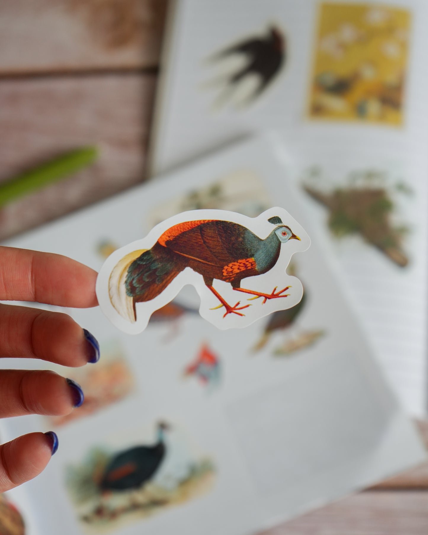 Birds: A Smithsonian Sticker Book by The Smithsonian Institution