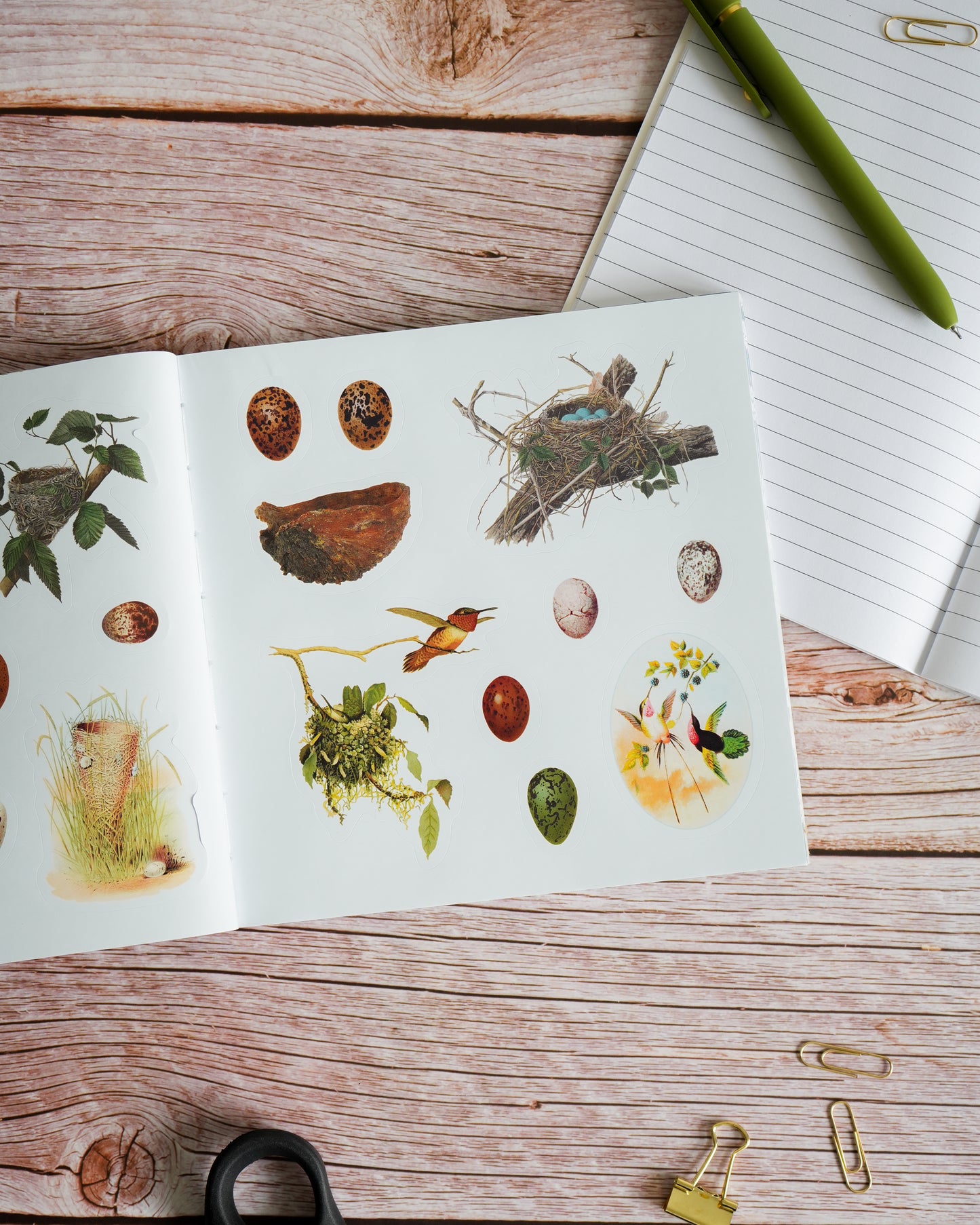 Birds: A Smithsonian Sticker Book by The Smithsonian Institution