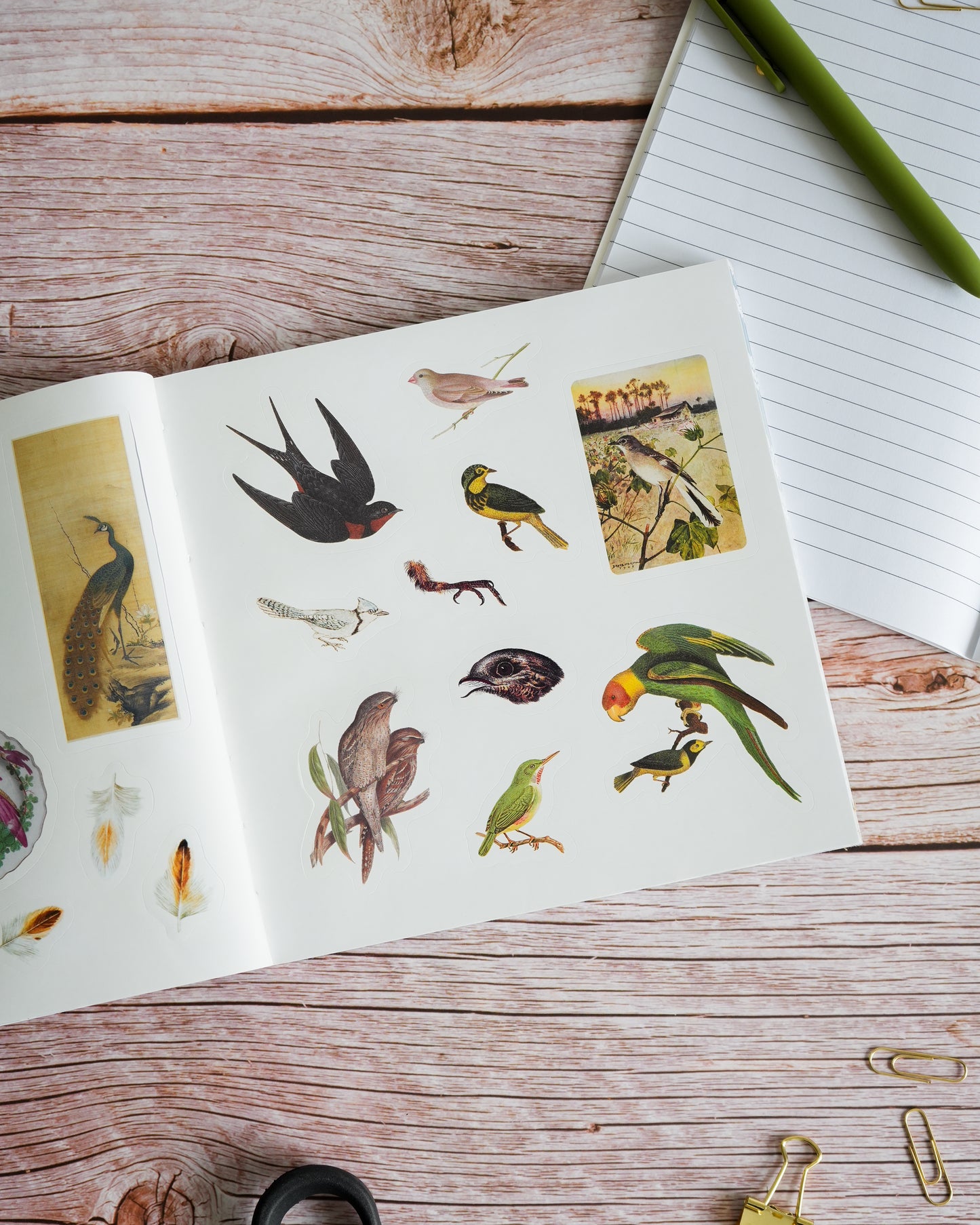 Birds: A Smithsonian Sticker Book by The Smithsonian Institution