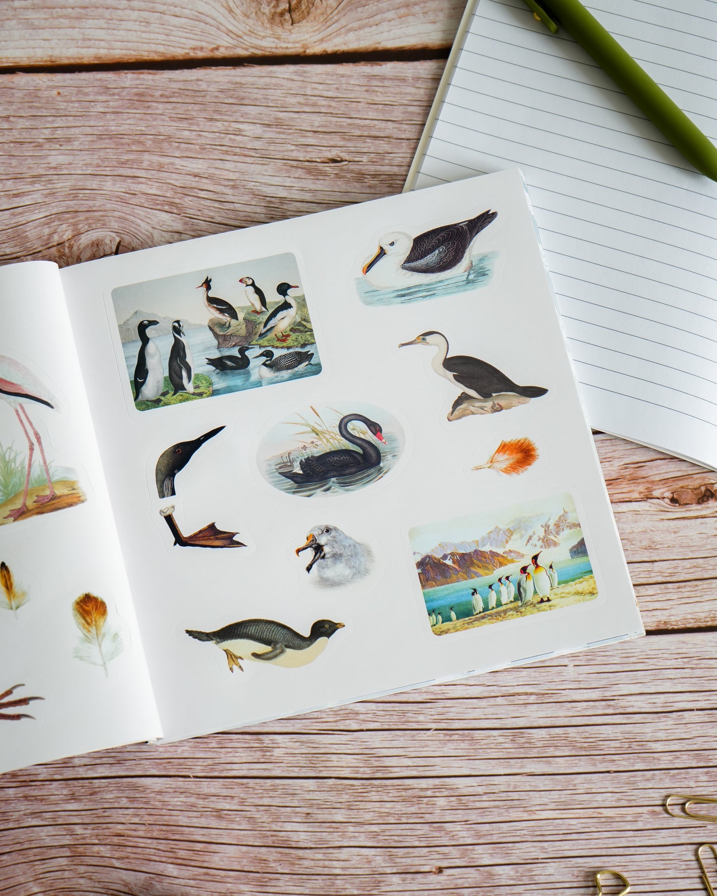 Birds: A Smithsonian Sticker Book by The Smithsonian Institution